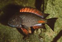 <i>Tropheus</i> sp. 