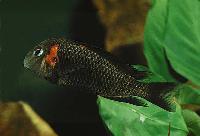 <i>Tropheus</i> sp. 