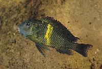 <i>Tropheus</i> sp. 