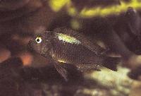 <i>Tropheus brichardi</i>, Nyanza