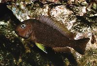 <i>Tropheus brichardi</i>, Karilani