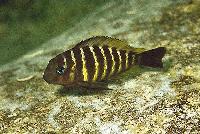 <i>Tropheus brichardi</i>, Kampemba (yngel)