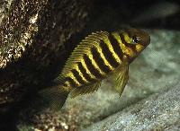 <i>Tropheus brichardi</i>, Nkondwe (yngel)