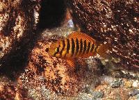 <i>Tropheus brichardi</i>, Ulwile (yngel)