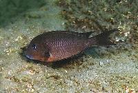 <i>Tropheus annectens</i>, Kekese