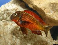 <i>Tropheus</i> sp. 