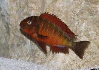 <i>Tropheus</i> sp. 