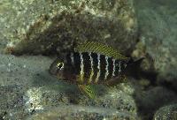 <i>Tropheus brichardi</i>, Kavala