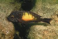 <i>Tropheus moorii</i>, Kasakalawe