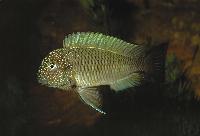 <i>Tropheus moorii</i>, Lusingu