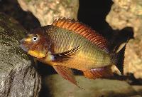 <i>Tropheus</i> sp. 