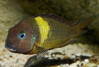 <i>Tropheus brichardi</i>, Karago