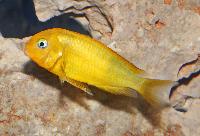 <i>Tropheus</i> sp. 'black', golden Kiriza