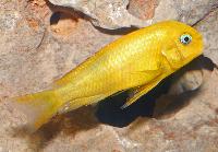 <i>Tropheus</i> sp. 'black', golden Kiriza