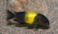 <i>Tropheus</i> sp. 'black', Kiriza