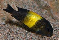 <i>Tropheus</i> sp. 'black', Kiriza