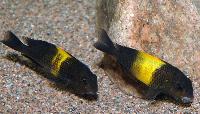 <i>Tropheus</i> sp. 'black', Kiriza