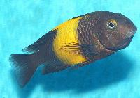 <i>Tropheus</i> sp. 'black', Kiriza