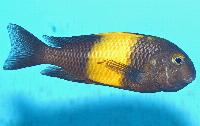 <i>Tropheus</i> sp. 'black', Kiriza