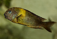 <i>Tropheus</i> sp. 'viridescens', Maswa