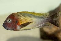 <i>Tropheus moorii</i>, Linangu