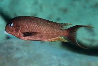 <i>Tropheus annectens</i>, Karilani