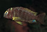 <i>Tropheus brichardi</i>, Kalemie