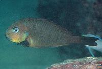 <i>Tropheus brichardi</i>, Mtosi