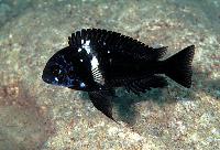 <i>Tropheus duboisi</i>, Karilani