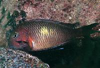 <i>Tropheus moori</i>, Chituta