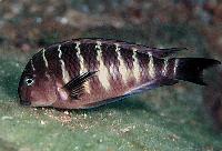 <i>Tropheus moori</i>, Hinde B