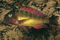 Tropheus moori, Kambwimba