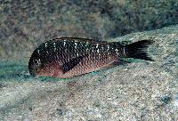 <i>Tropheus moori</i>, Kanoni