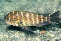 <i>Tropheus moori</i>, Kisambala