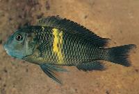 <i>Tropheus</i> sp. black, Kifumbe