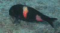 <i>Tropheus</i> sp. black, Lumbye