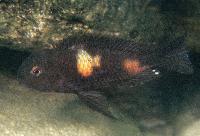 <i>Tropheus</i> sp. black, Siyeswe