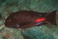 Tropheus sp. red, Katete