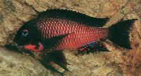 Tropheus sp. red, Lupota