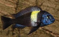 <i>Tropheus duboisi</i>, Maswa