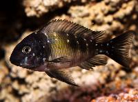 <i>Tropheus duboisi</i>, Mazwa