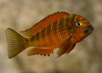 <i>Tropheus</i> sp. 'red', Cape Kachese