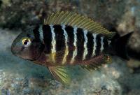 <i>Tropheus brichardi</i>, Kibige