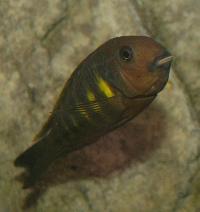 <i>Tropheus brichardi</i>, Ulwile