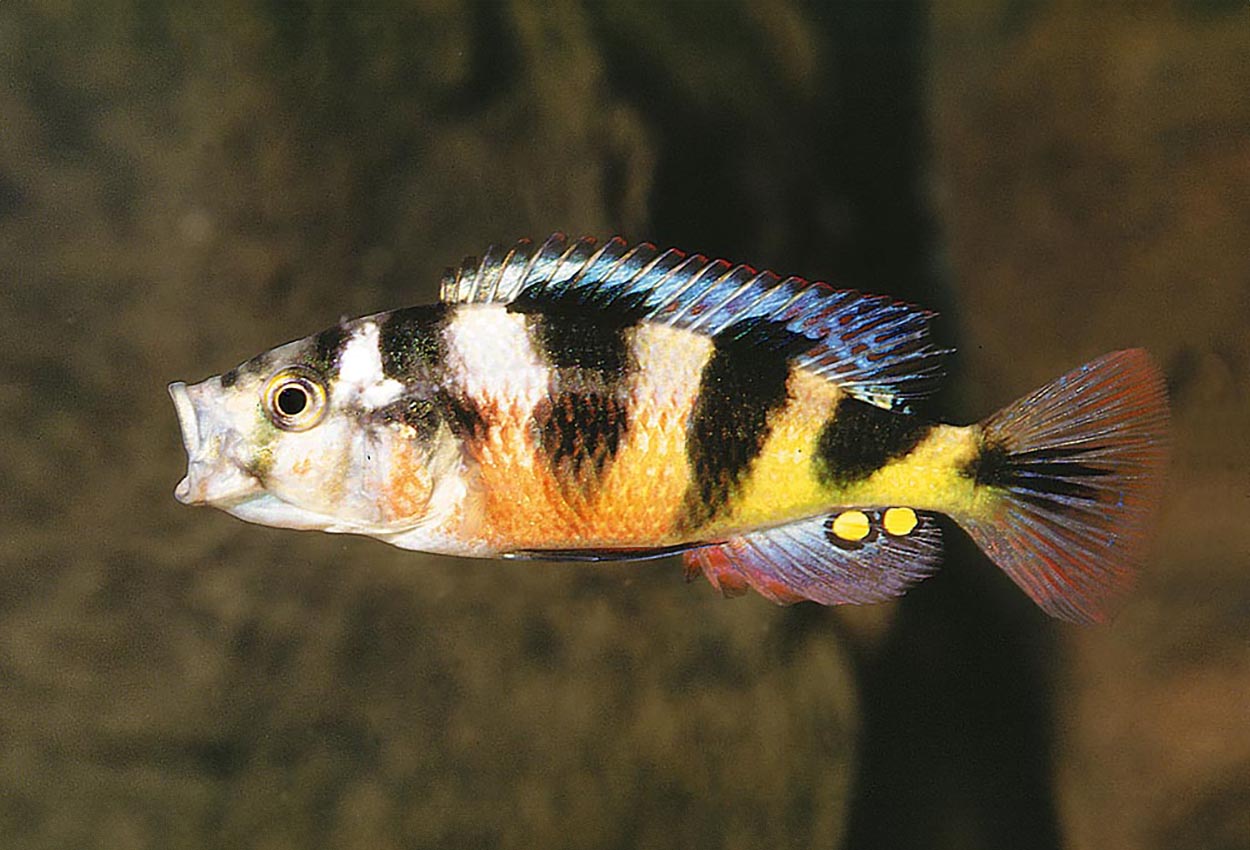 Denna lilla vackra fisk brukar kallas för Victoria-sebra men den kommer faktiskt ursprungligen från Kiogasjön och området däromkring. Det vetenskapliga namnet är Astatotilapia latifasciata.