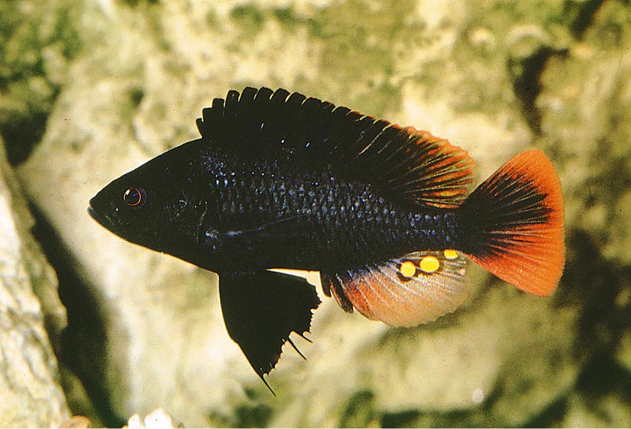 Denna svarta skönhet (Astatotilapia nubila) är ganska spridd och förekommer bl.a. i Viktoriasjön och Nabugado-sjön.