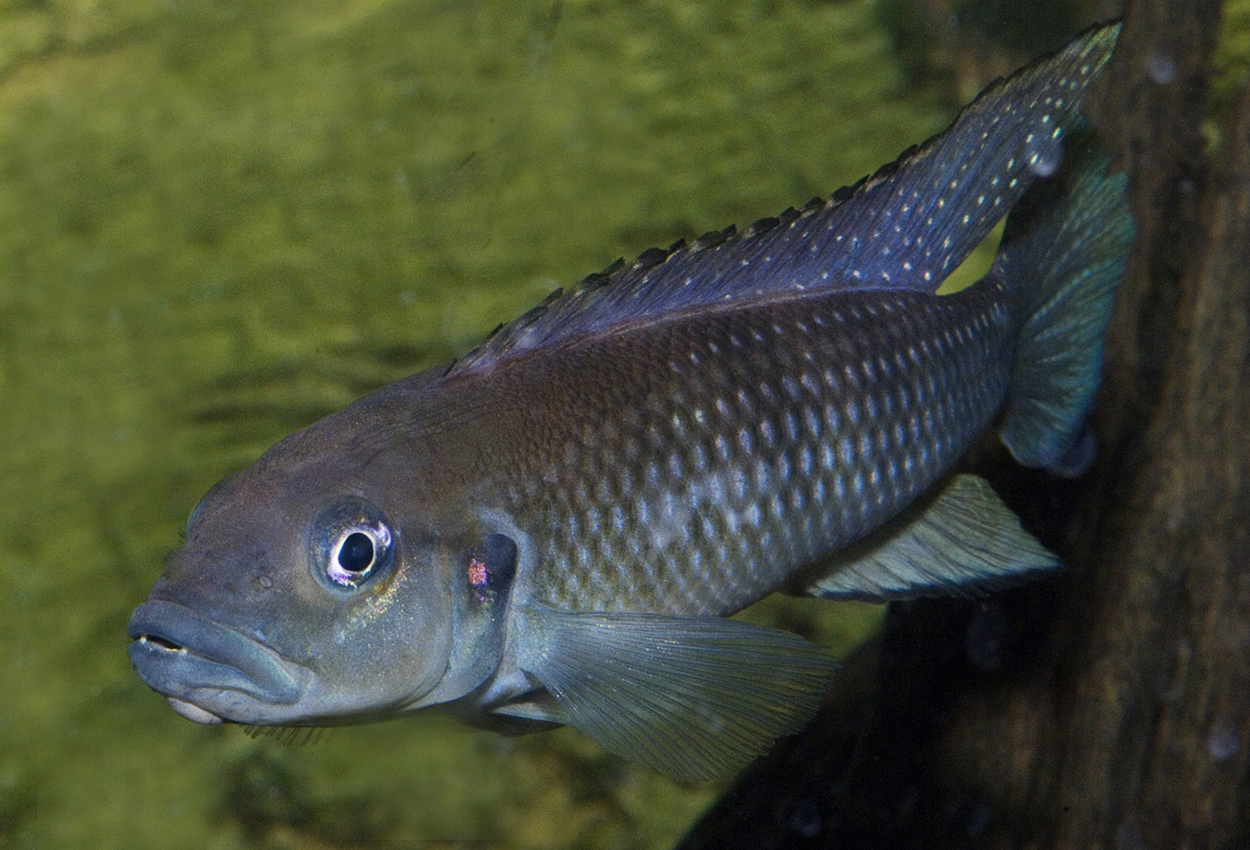 Werners lamprologus