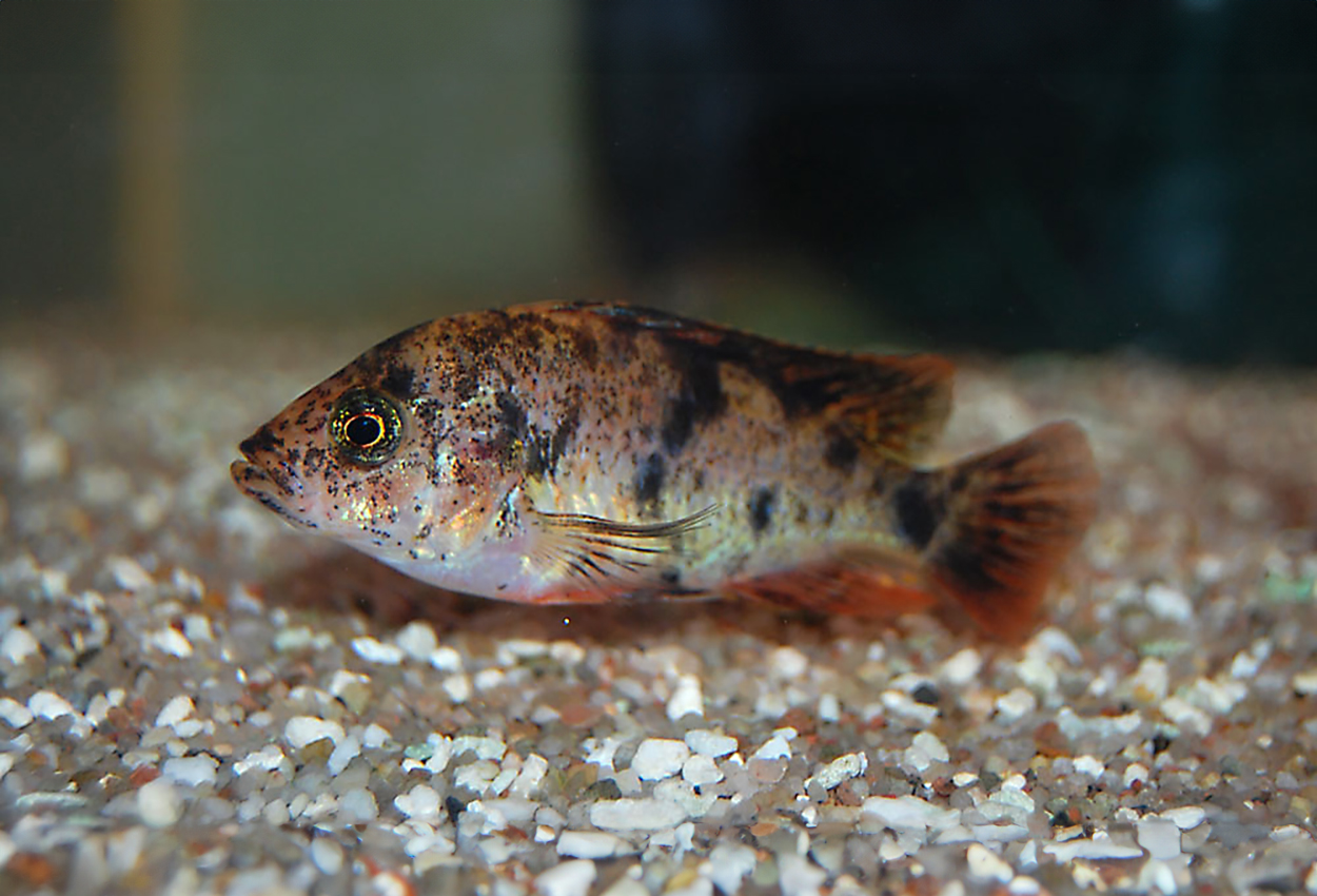 Red piebald, piebald redfin