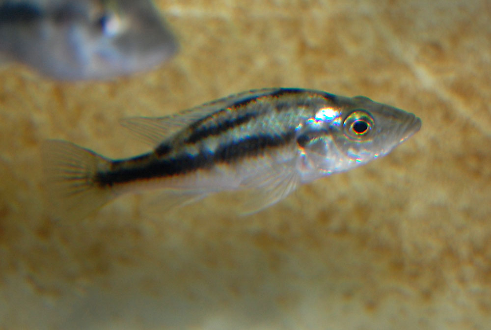Haplochromis sp. 'silver stiletto'