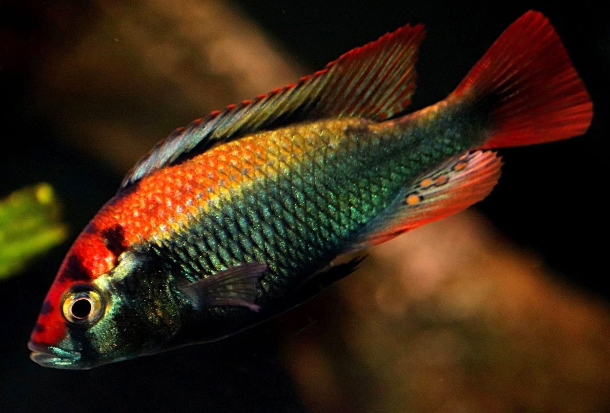 Haplochromis sp. 'ruby green'